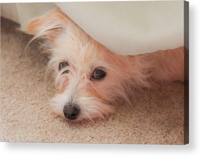 Rescue Dog Acrylic Print featuring the photograph Chica in Hiding by E Faithe Lester
