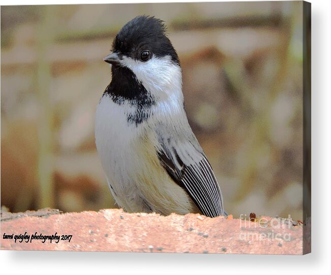 Chickadee Acrylic Print featuring the photograph Chickadee's Winter Reverie by Tami Quigley
