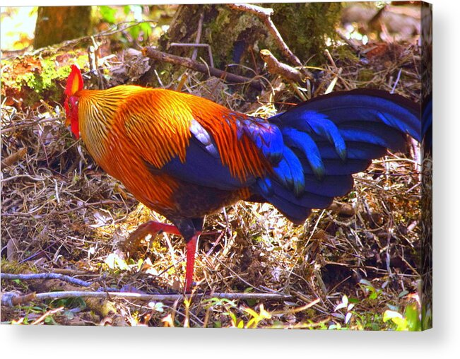 Chicken Acrylic Print featuring the photograph Chicken by Nalin Wickramasinghe