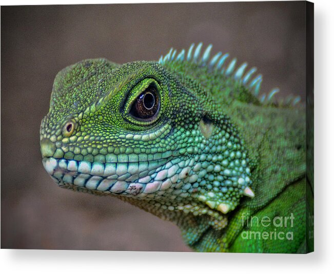 Chinese Acrylic Print featuring the photograph Chinese Water Dragon by Savannah Gibbs