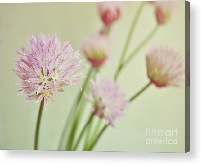 Chives Acrylic Print featuring the photograph Chives in flower by Lyn Randle