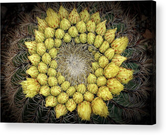 Cactus Acrylic Print featuring the photograph Circle Of Life Renewal by Elaine Malott