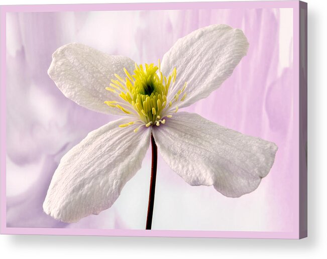 Clematis Acrylic Print featuring the photograph Clematis by Terence Davis