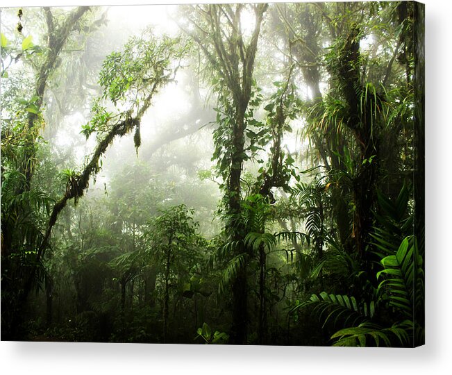 Forest Acrylic Print featuring the photograph Cloud Forest by Nicklas Gustafsson