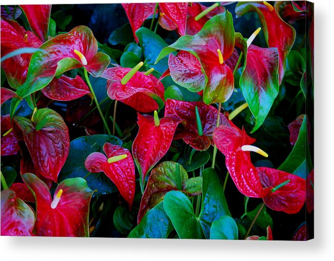 Red Flowers Acrylic Print featuring the photograph Color Blast by Nancy Bradley