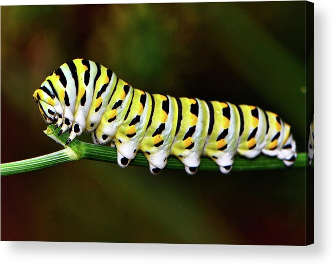 Insect Acrylic Print featuring the photograph Colorful Caterpillar 015 by George Bostian