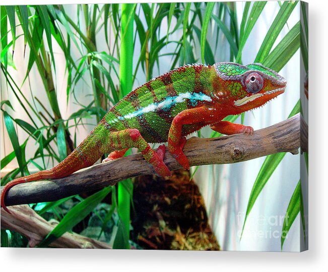 Chameleon Acrylic Print featuring the photograph Colorful Chameleon by Nancy Mueller