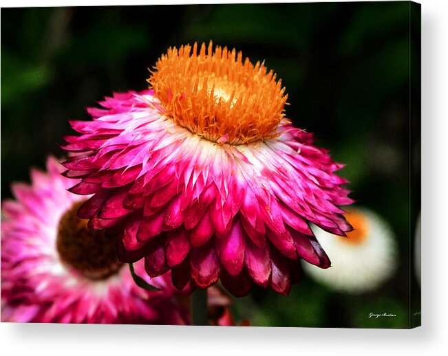 Floral Acrylic Print featuring the photograph Colors Of Nature - Grand Opening 002 by George Bostian
