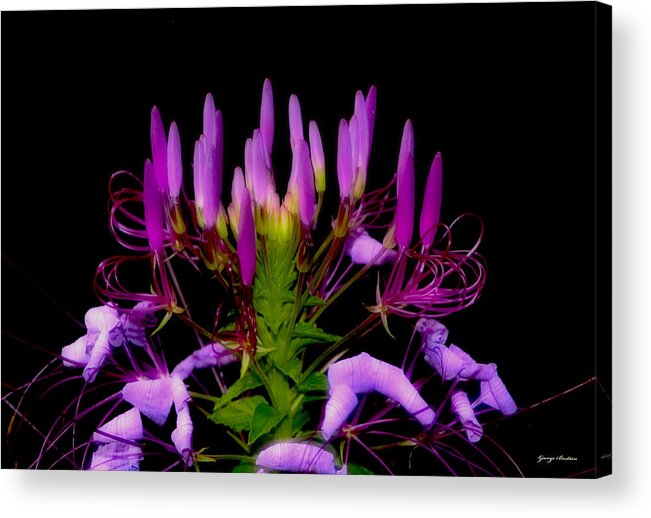 Floral Acrylic Print featuring the photograph Colors Of Nature - Lavender 001 by George Bostian