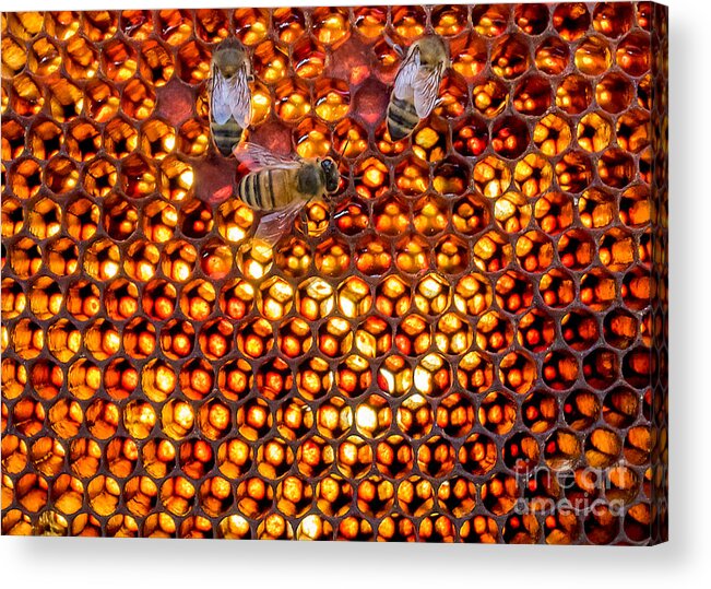 Comb Acrylic Print featuring the photograph Comb Window by Shawn Jeffries