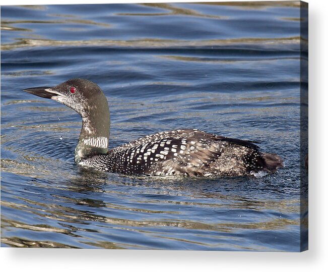  Loon Acrylic Print featuring the photograph Common Loon by Carl Olsen