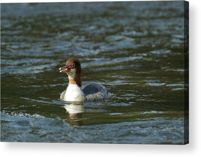 Common Acrylic Print featuring the photograph Common Merganser 9821 by Michael Peychich