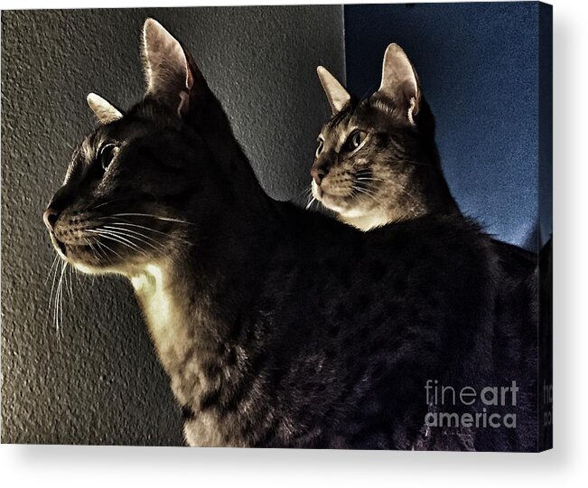 Sales Acrylic Print featuring the photograph Companions by Jenny Revitz Soper
