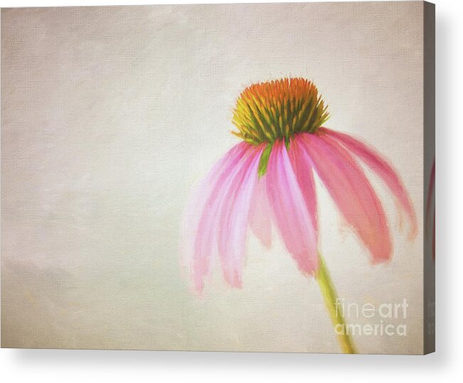 Florals Acrylic Print featuring the photograph Coneflower by Michael James