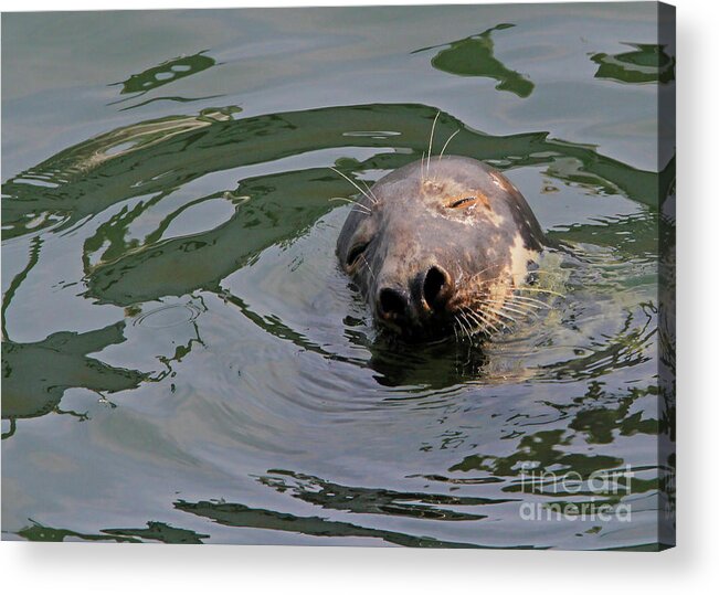 Seal.cape Cod Acrylic Print featuring the photograph Contentment by Paula Guttilla