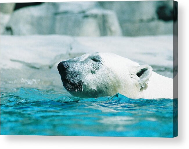 Polar Bear Acrylic Print featuring the photograph Cooling Off by Steve Karol
