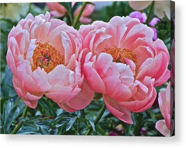 Peonies Acrylic Print featuring the photograph Coral Duo Peonies by Janis Senungetuk
