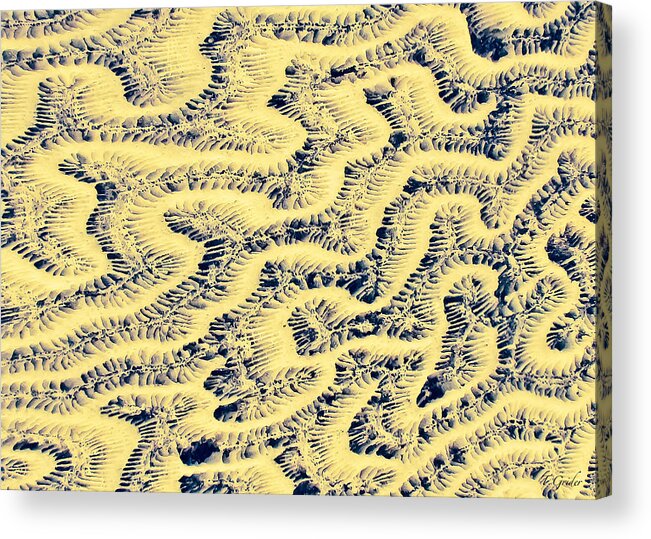 Yellow And Purple Acrylic Print featuring the photograph Coral Fossil Abstract -02 by Tony Grider