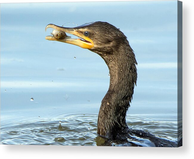 Cormorant Acrylic Print featuring the photograph Cormorant and Fish by Tam Ryan