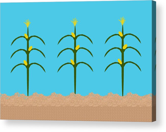 Children's Room Acrylic Print featuring the digital art Corn Rows by Hannah Appleton