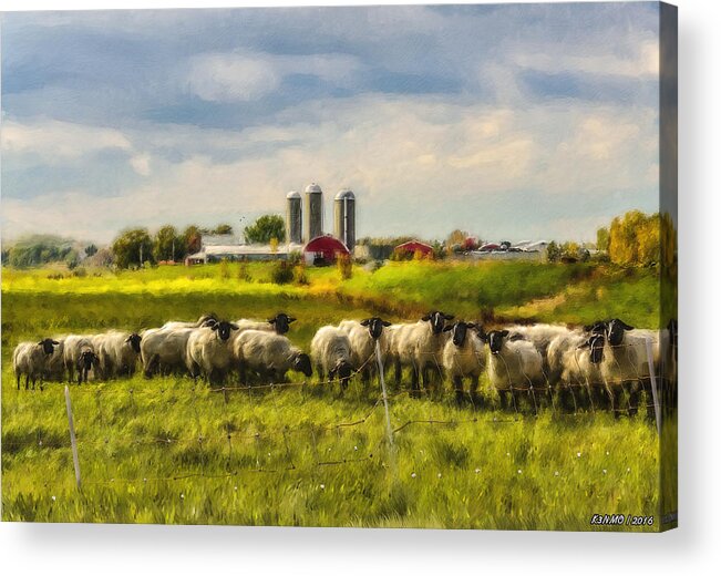 Sheep Acrylic Print featuring the photograph Country Sheep by Ken Morris