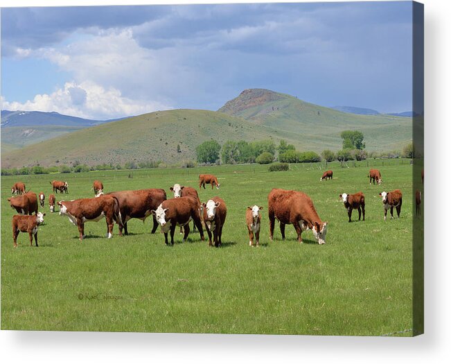 Cows Acrylic Print featuring the photograph Cows and Calves by Kae Cheatham