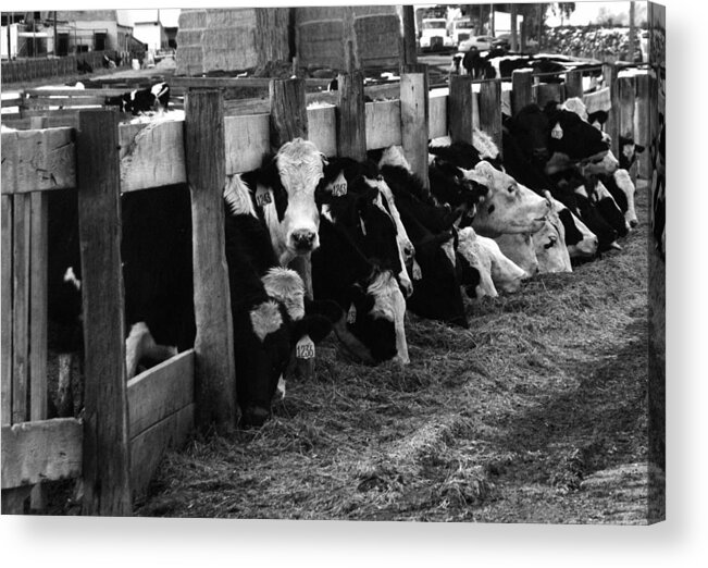 Cows Acrylic Print featuring the photograph Cows in Black and White by Angie Tirado