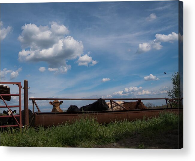 Cow Acrylic Print featuring the photograph Cows on the Farm by Holden The Moment