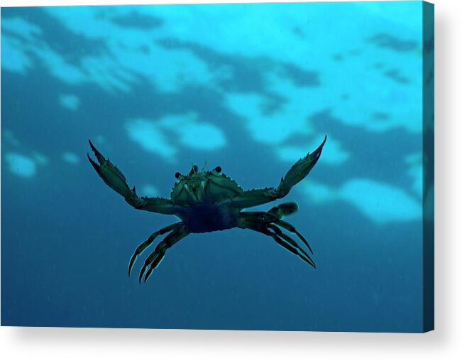 Animal Acrylic Print featuring the photograph Crab swimming in the blue water by Sami Sarkis