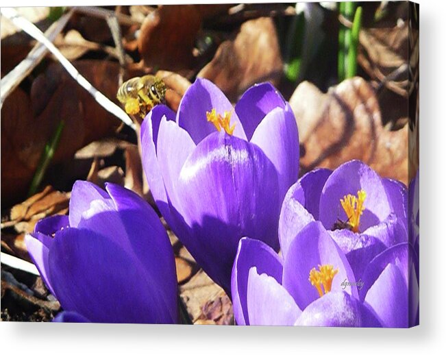 Crocus And Bee Acrylic Print featuring the photograph Crocus and bee 0176 by David Mosby