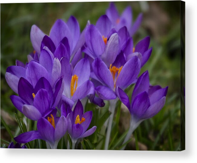 Floral Acrylic Print featuring the photograph Crocus Cluster by Shirley Mitchell