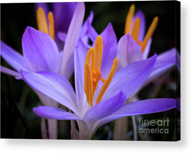 Crocus Acrylic Print featuring the photograph Crocus Explosion by Douglas Stucky