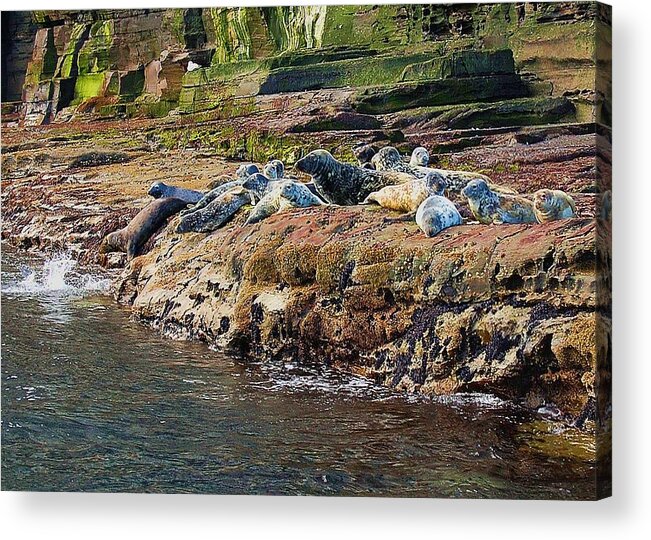 Seals Acrylic Print featuring the photograph Crowded by HweeYen Ong