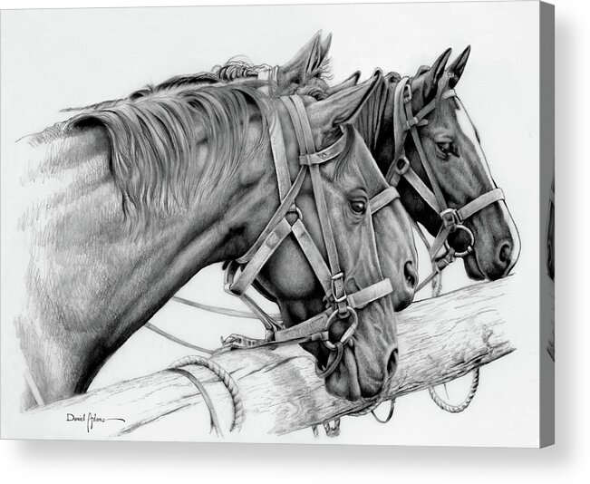 Horse Acrylic Print featuring the drawing Three Horses Daniel Adams by Daniel Adams