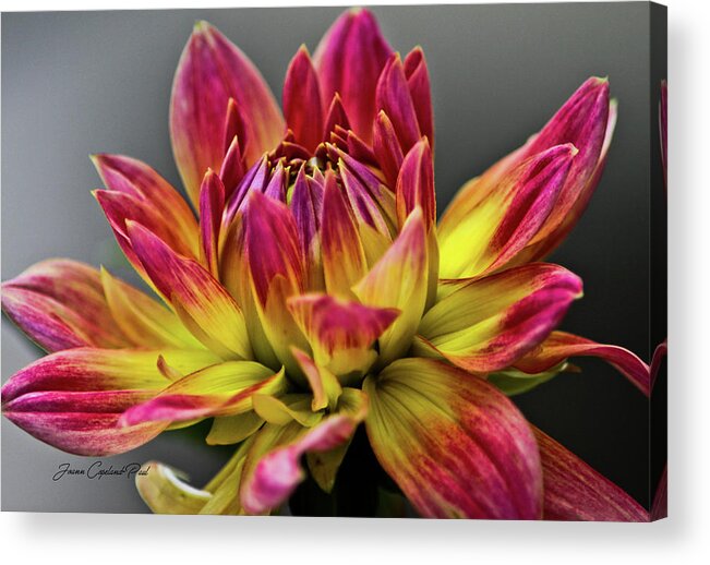 Flower Photographs Acrylic Print featuring the photograph Dahlia Flame by Joann Copeland-Paul