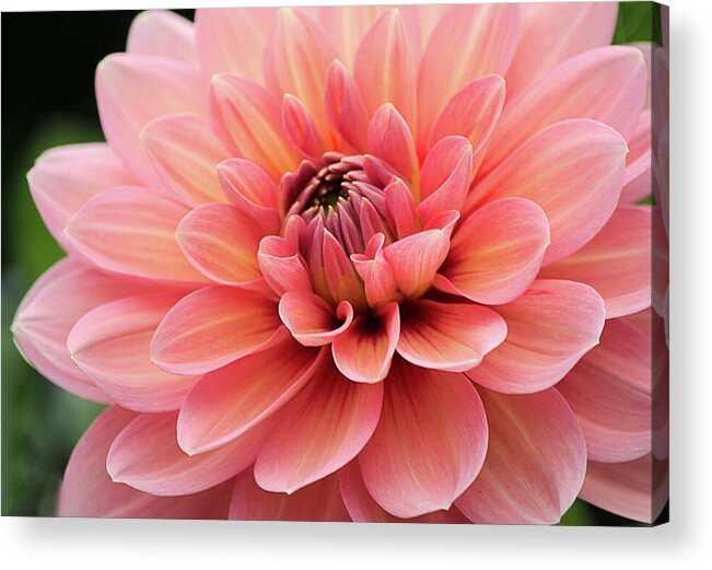 Dahlia Acrylic Print featuring the photograph Dahlia in Pink and Peach by Julie Palencia