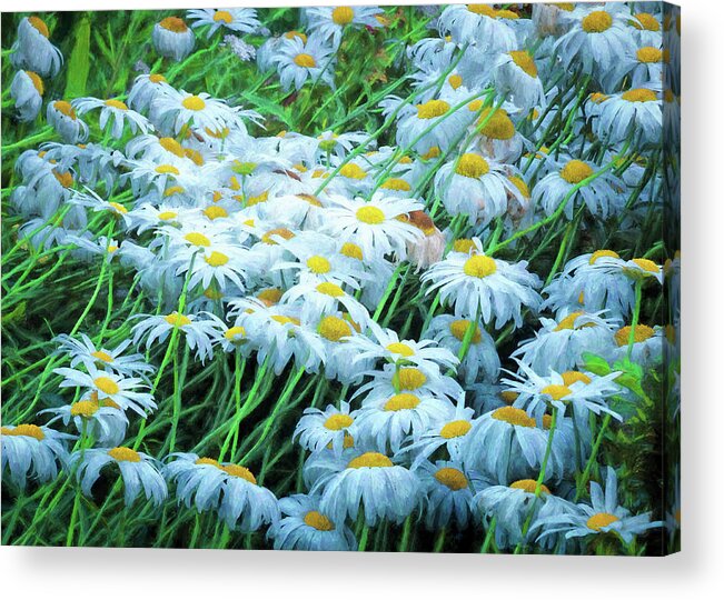 Hayward Garden Putney Vermont Acrylic Print featuring the photograph Daisies Galore by Tom Singleton