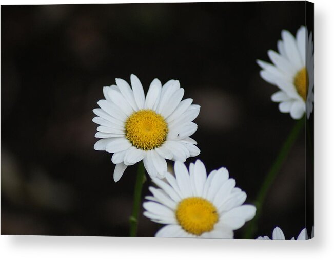 Flowers Acrylic Print featuring the photograph Daisies by Heather Green