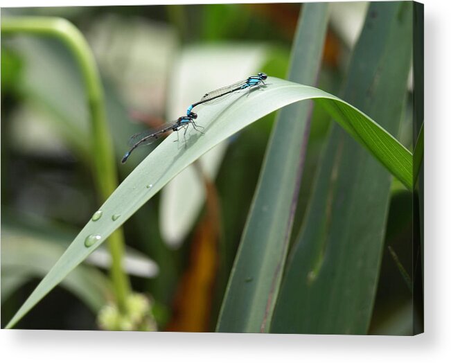 Damselfly Acrylic Print featuring the photograph Damselflies by Katherine Huck Fernie Howard