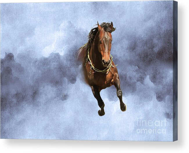 Horse Acrylic Print featuring the photograph Dancing Free I - Blue by Michelle Twohig