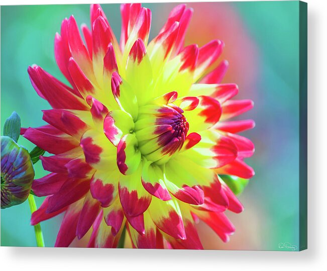  Dahlia Acrylic Print featuring the photograph Dazzling Dahlia by Dee Browning