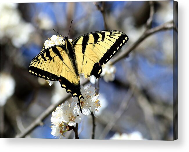 Nature Acrylic Print featuring the photograph De-tailed Swallowtail by Sheila Brown