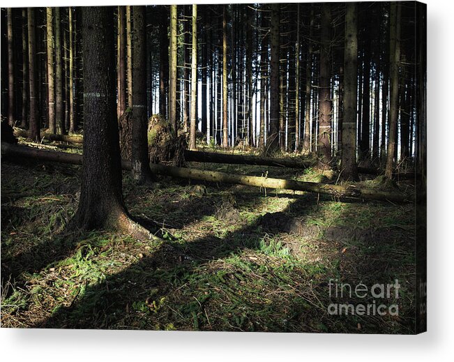 Storm Acrylic Print featuring the photograph Destroyed Forest After A Strong Wind by Jozef Jankola