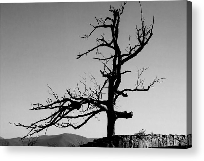 Tree Acrylic Print featuring the photograph Devoid of Life Tree by Eileen Brymer