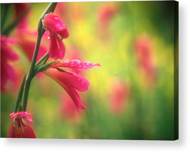 Dew Acrylic Print featuring the photograph Dew on flowers by Andonis Katanos