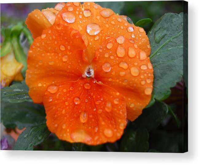 Flower Acrylic Print featuring the photograph Dewy Pansy 1 by Amy Fose