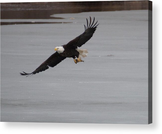 Flight Acrylic Print featuring the photograph Dinnertime by Beth Collins