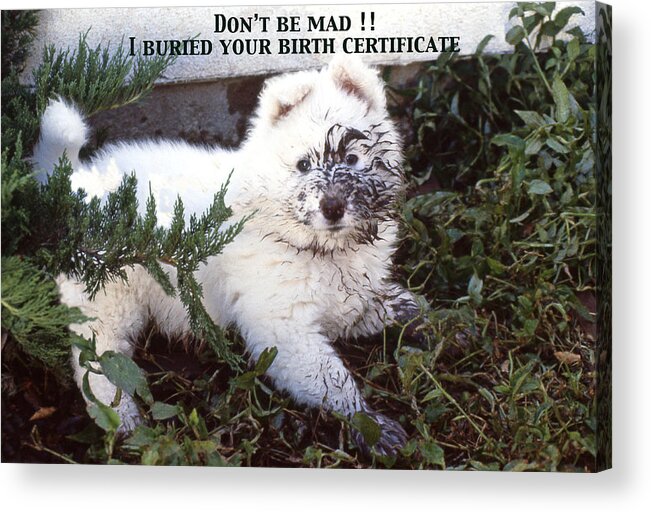 Samoyed Acrylic Print featuring the photograph Dirty Dog Birthday Card by Ginny Barklow