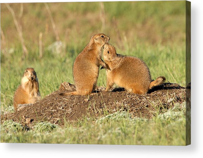 Prairie Dogs Acrylic Print featuring the photograph Do you HAVE to do that in public by Larry Ricker