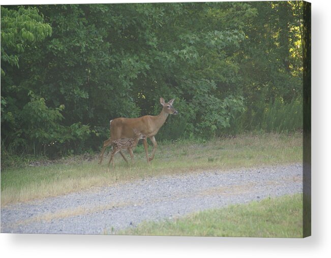 Deer Acrylic Print featuring the photograph Doe with Newborn Fawn by Judy Moses